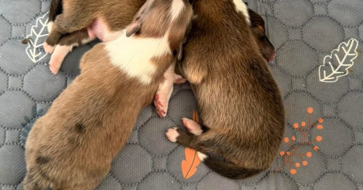Skoshie Shelties preview